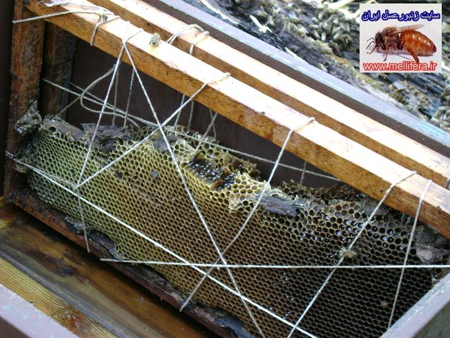 تبديل كندوي بومي به مدرن در زنبورداري